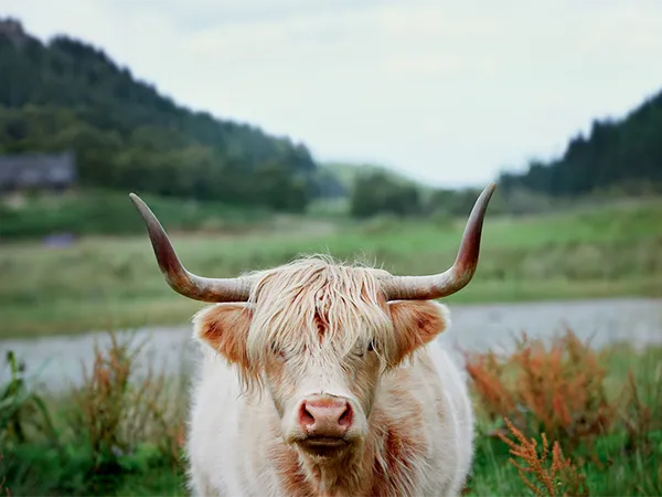 Highland Coo Highland Coo